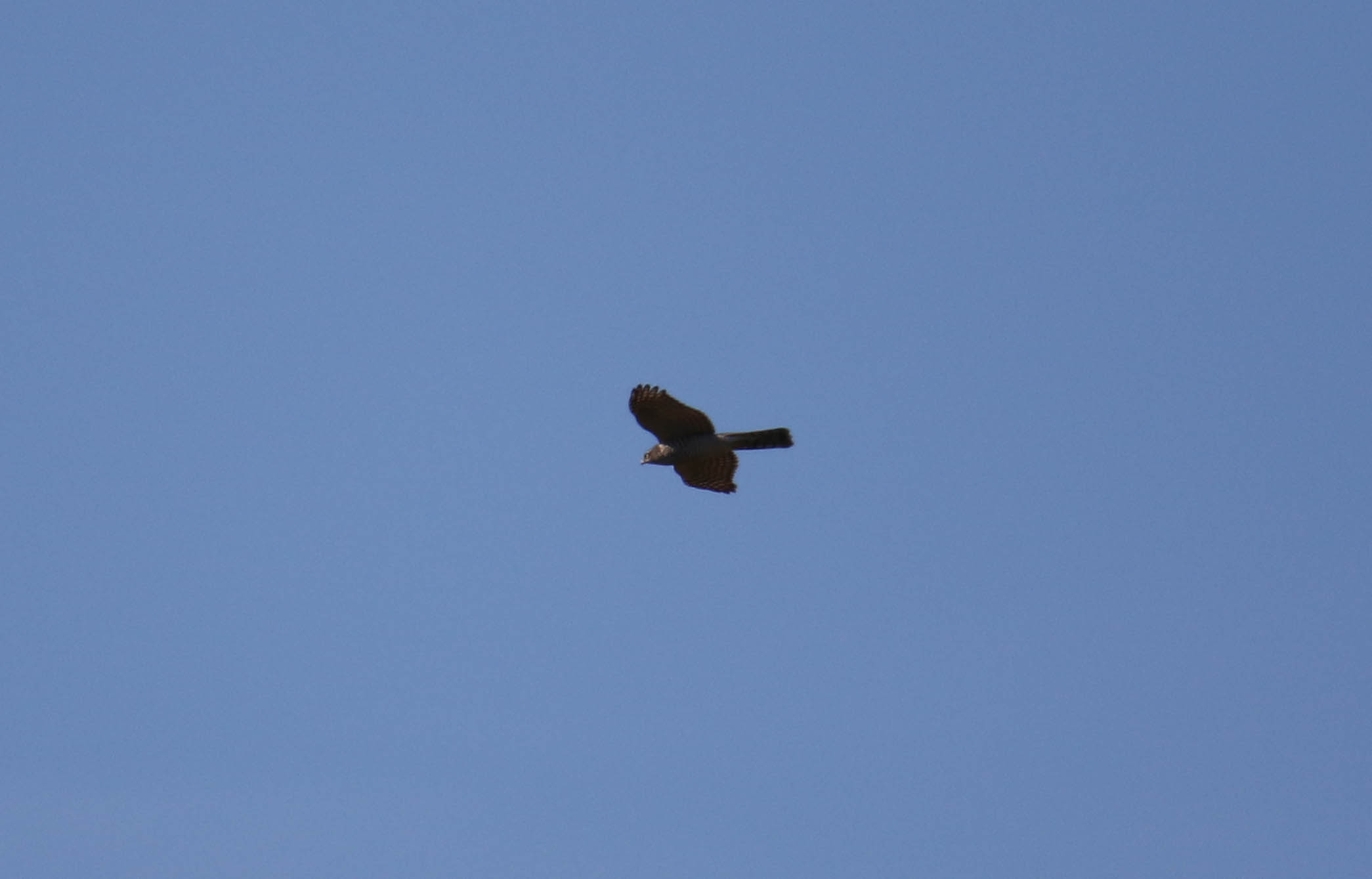 Identificazione (accipiter sp)